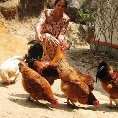Poultry In India On Twitter A Short Film On Backyard Poultry
