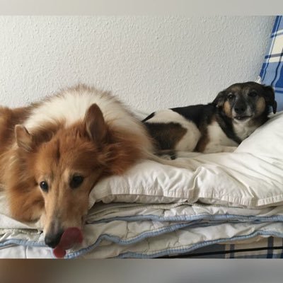 sciascma's profile picture. Nachrichten allgemein Politik News Köln IOTA