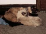 We are Balinese Cats living in a good home with one good dog and one bad dog that is learning to be good.