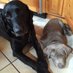 Proud Dog Parents! (@prouddogparents) Twitter profile photo Proud Dog Parents! (@prouddogparents) Twitter profile photo