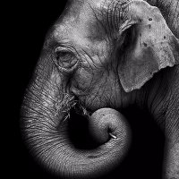 Feed Your Elephant (@elephantfeeder) 's Twitter Profile