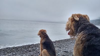 Proud Canuck. Loves Airedales.