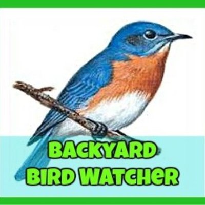 Backyardbirdwatcher Originaltweet Twitter