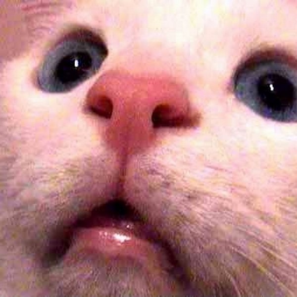 dopeyweedcat's profile picture. 