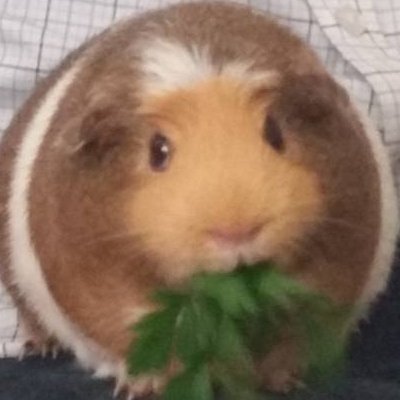 sailsgoboom's profile picture. I don't understand Twitter, as I'm sure is obvious.