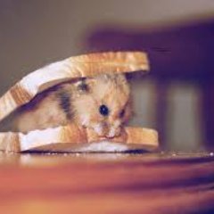 HamsterSandw1ch's profile picture. Pro Western Civilization