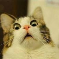 Charles the Cat™ (@charlsmeow) 's Twitter Profile
