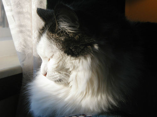 bobohead's profile picture. Blueberry growing, artistic grandmother, quilter, reader, mother to my three sons