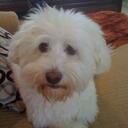 Alberto Carrillo - @WoofSpa - Twitter