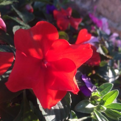 surphie_'s profile picture. born at a very young age