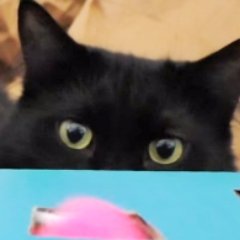 猫も好きだけど犬も好きだけど一番好きなのは焼肉です。リツイート魔だけど気にしないでね。