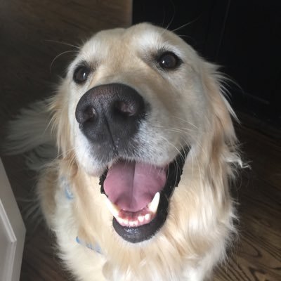 SHSantoriello's profile picture. 