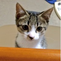 Sonoko Takata (@sonokoboe) 's Twitter Profile