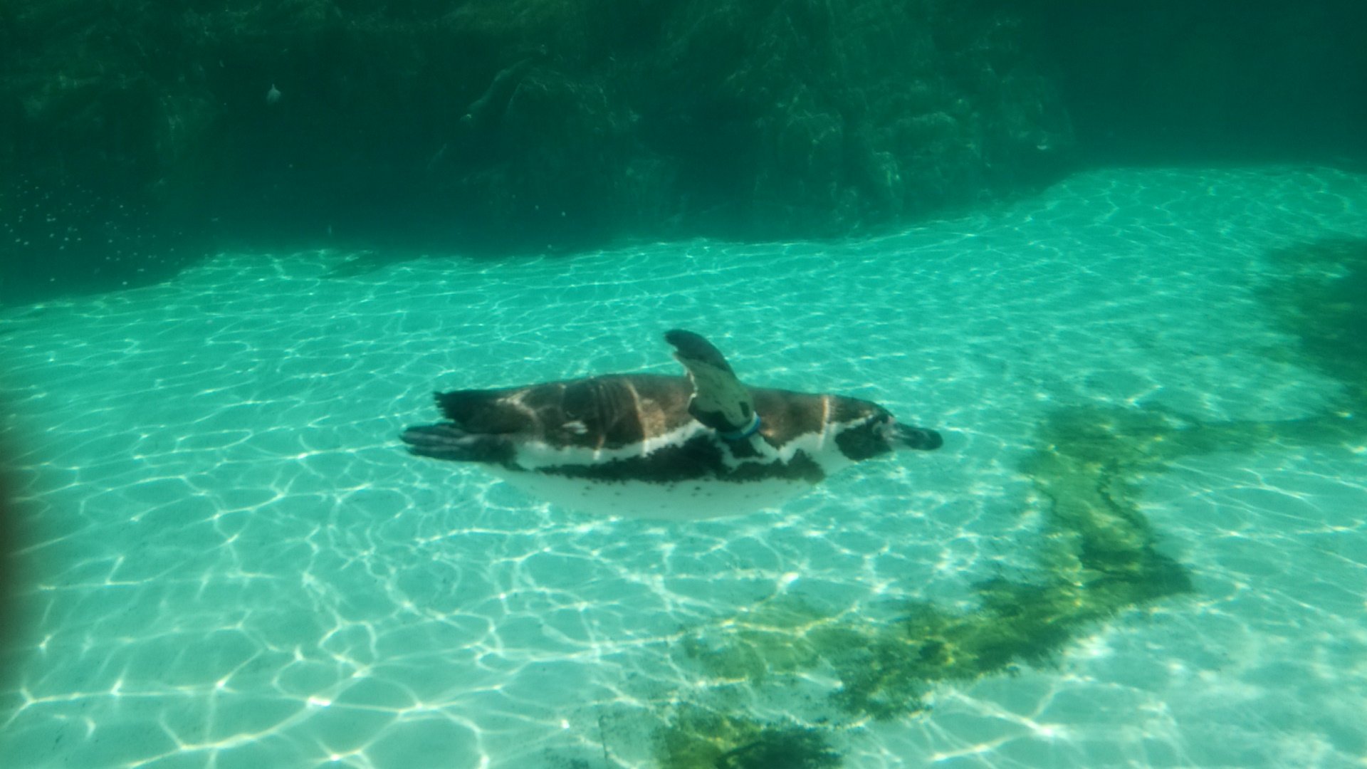 ぺんぎんきょーだいです。魚と泳ぎと日光浴が大好き。