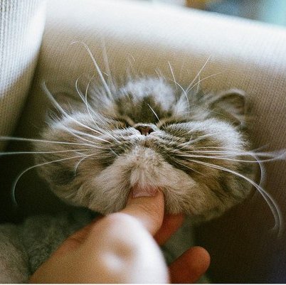 sonicesoccer's profile picture. 