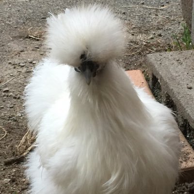 綿毛帽子さんのプロフィール画像