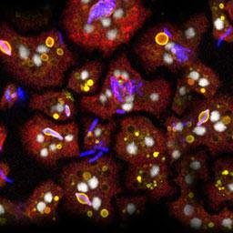 Studying phagocytosis and cell-autonomous defences against mycobacteria.