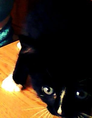 lilycbhp's profile picture. I'm a cute girl living in the big city, will anyone capture me? please...