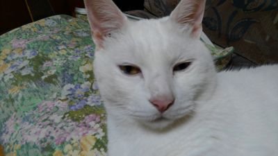 uen71012kby's profile picture. tcu 
ラグビー 引退  社会人
無言フォロー許してください