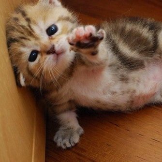 random2707's profile picture. Just some random human. Lovelyz/Apink