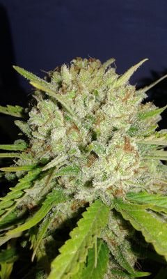 sativarica's profile picture. 