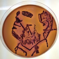 Matthew Avison (@mutantbug) 's Twitter Profile