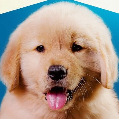 Uma PetStore dedica ao melhores amigos do Homem! Uma empresa especializada na criação e atendimento aos Golden Retrievers!