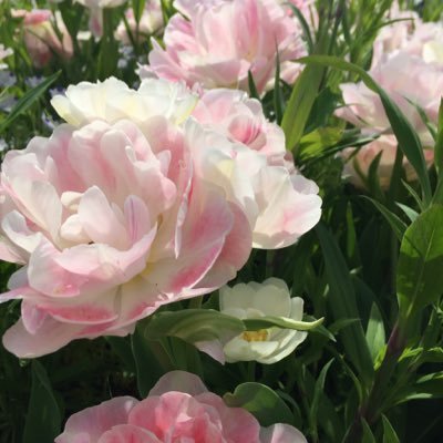 tattsu1110's profile picture. 加古川南 神戸女学院大学声楽