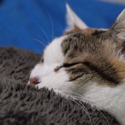 ryuseinnko's profile picture. プロフィールなんてない。そう思えばいいんだよ。あ、けどゲームと運動が好き。気軽にフォロー相互フォロー(((小リズム感