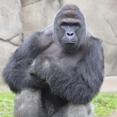 Pay your respects to our fallen hero // The true Harambe fan page.
