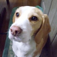 デビルびー (@beagle_bee) 's Twitter Profile
