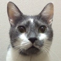 うどんタイマーP@KARENTボカロ配信中 (@shunband) Twitter profile photo