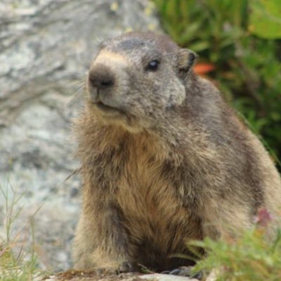 charlotemarmote's profile picture. Laissez vivre les bosses, et arrêtez de nous servir des "autoroutes ridicules, dangereuses, glacées et damées chaque jour". ❄️⛷