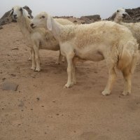 حلال مشعل العتيبي (@nm4idc1h4lshr3b) 's Twitter Profile