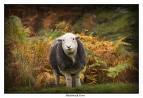 Hill Sheep Farmer, Farmers Weekly Young Farmer Of The Year 2016