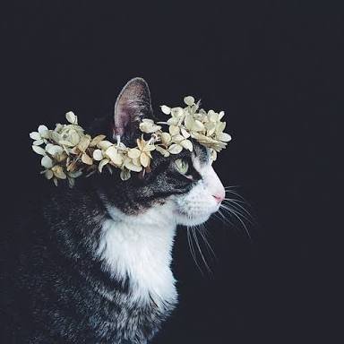 contagioussf's profile picture. 