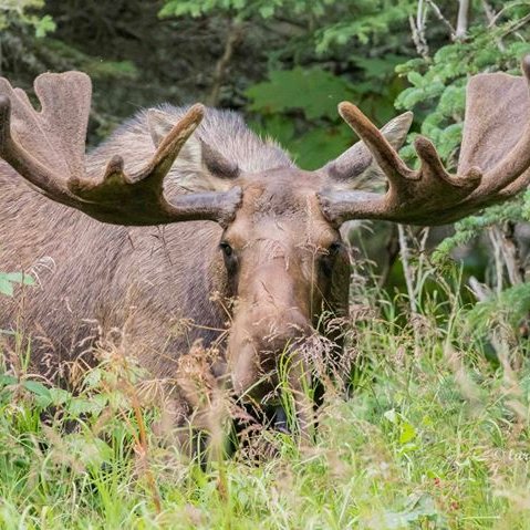 jlaurie32's profile picture. An Alaskan for Trump!!
And a Moosekateer