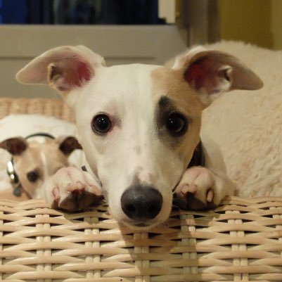 I'm a white whippet. Humans say I'm big for a whippet, but they don't understand that the colour white makes whippets look bigger than they really are.