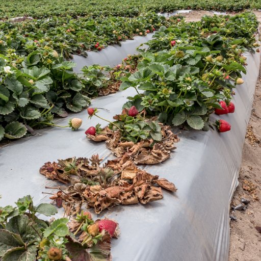 The Vegetable and Strawberry Pathology Program at @UCRiverside. Extension (with @UCANR) and research. In the Dept. of Microbiology & Plant Pathology
