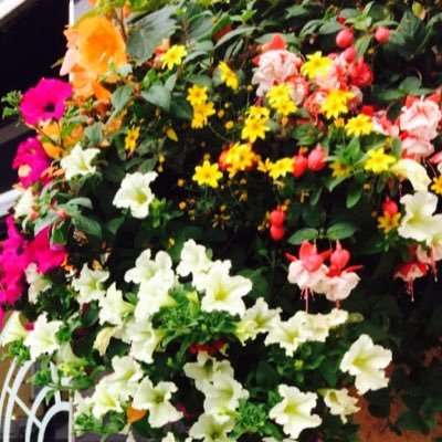 family owned #Irish company making handmade hanging baskets & window boxes for your business or home. #Bespoke #luxury flowers to nurture your home or business