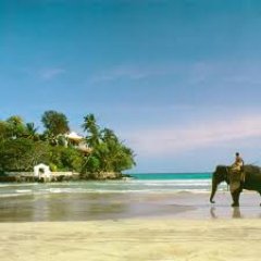 manojtriphealer's profile picture. 