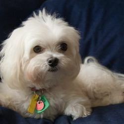 quebella36's profile picture. 