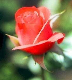 habibattock's profile picture. 