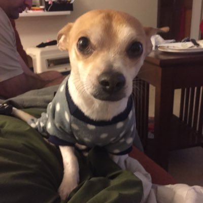 ccgcostume's profile picture. 