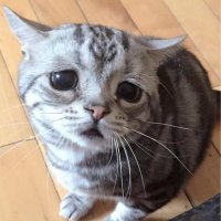 しぃたけ (@c_take64) 's Twitter Profile