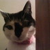 Darren Hall (@sashathecat) Twitter profile photo