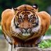 Matt Burgess (@mutigers69) Twitter profile photo Matt Burgess (@mutigers69) Twitter profile photo