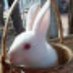 Rabbitoffice's avatar