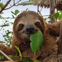 Sloth Speaks(@sloth_speaks_) 's Twitter Profile Photo