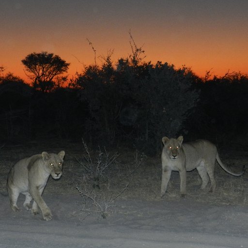 xanakgiaecamp's profile picture. Tourist camp in the Okavango wilderness, Botswana